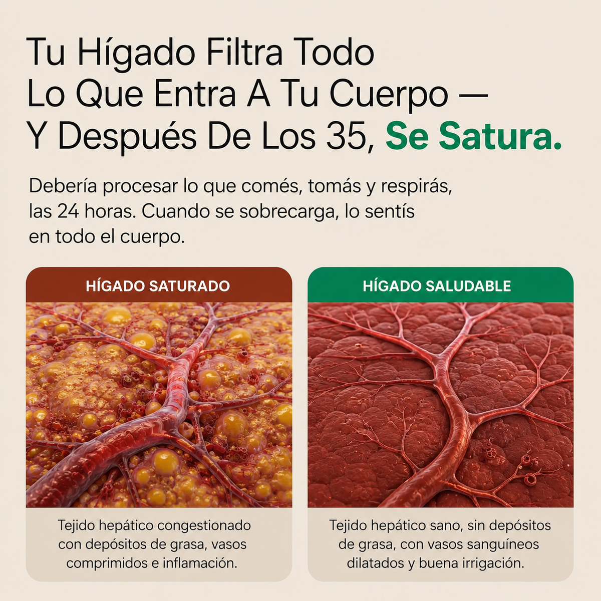 Cápsulas de Soporte para el Hígado por LUVAWELL
